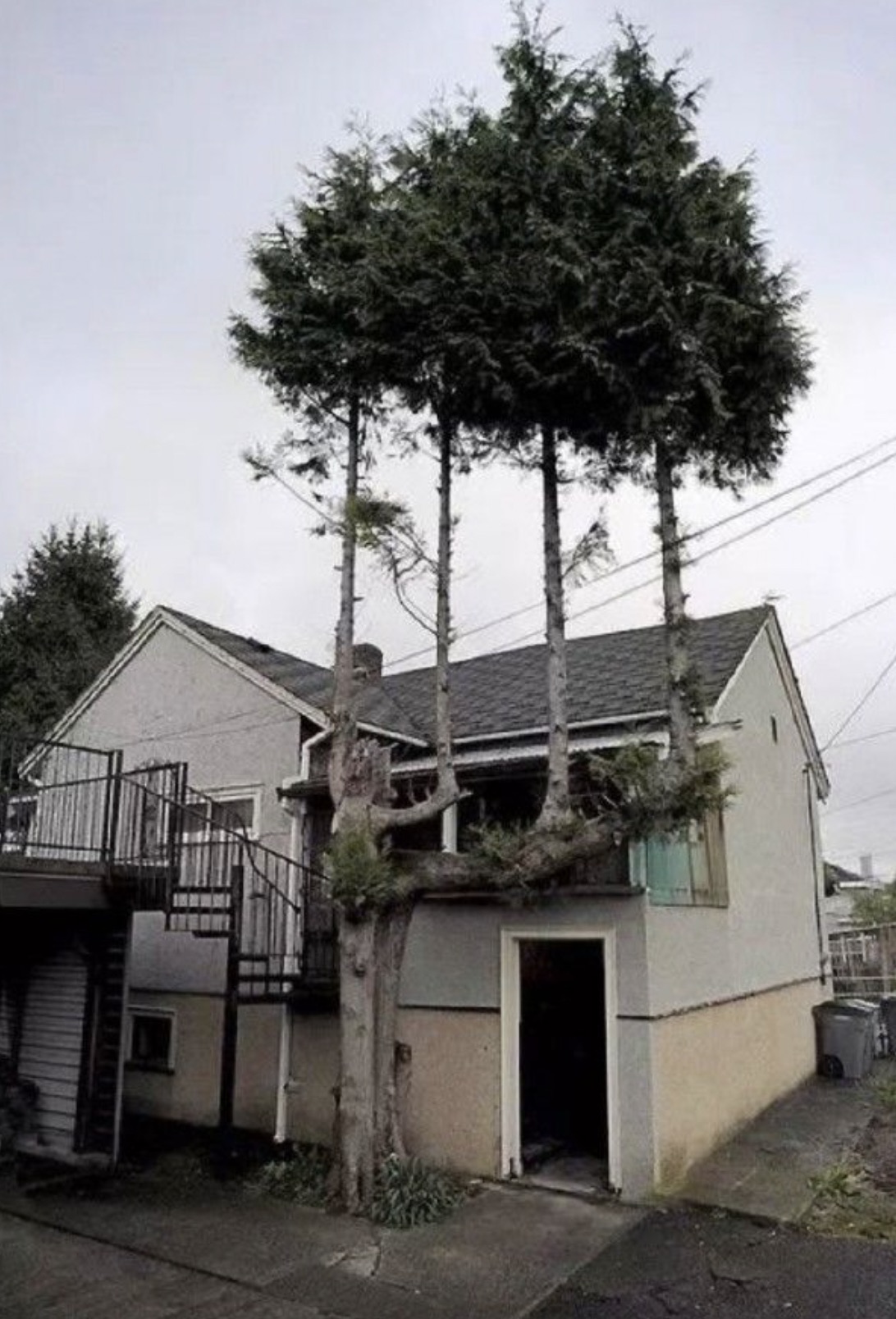 tree refused to die